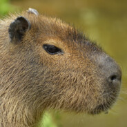 Capibarita <3