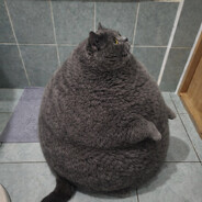 майор маркиз