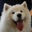 Samoyed