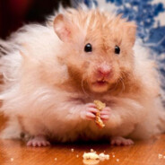 马来西亚大仓鼠