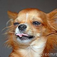 retarded chihuahua