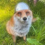 refffoxed's avatar