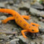 Salamander