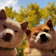 她说戴了不算给