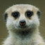 Meerkat