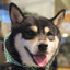 Shiba Airsoft