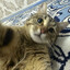 -WMrArab