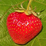 Патрик csgox14.com