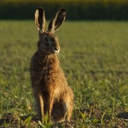 Polny Popierdalacz Pvpro.com