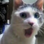 Meowwwwwwww