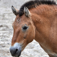 Przewalski's Wild House