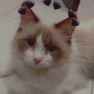 Noah's Ark Cause I Carry Animals