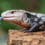 SKINK