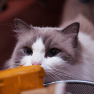 尼莫是个小可爱