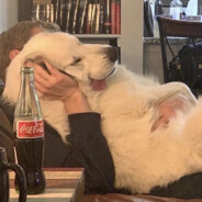 我为媛姐扛大旗