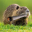 Nutria