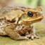 Canetoad