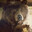 african bear