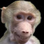 mR.mOnKeY
