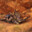 Jackalope