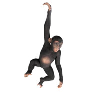 four arms