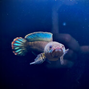 提起拳头去吃鸡