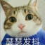 威猛小猫