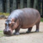 hippopotamus