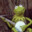 kermit's avatar