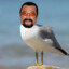 Steven Seagull