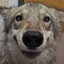 Wolfie141