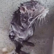 Flying Rat