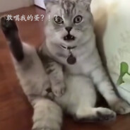 让子蛋飞-敢噶我的蛋