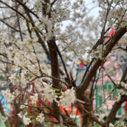 神的孩子全跳舞