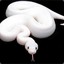 WHITE SNAKE