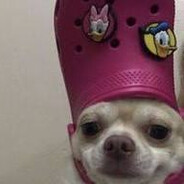BingusDingus