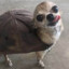 TurtleDog