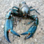 Crabby Yabby