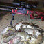 Rat_sniper