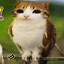 meowl
