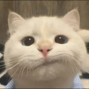 秋刀鱼统治橘猫