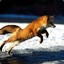 Jumping Fox