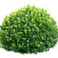 Bush