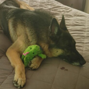 Diplomat Dog