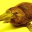 A Pet Platypus