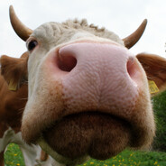 ★ krówka 244 comeback ★