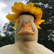 醋溜屁眼儿●开摆坐牢