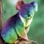 RainbowKoala