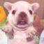 pibble
