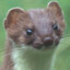 Cute little weasel